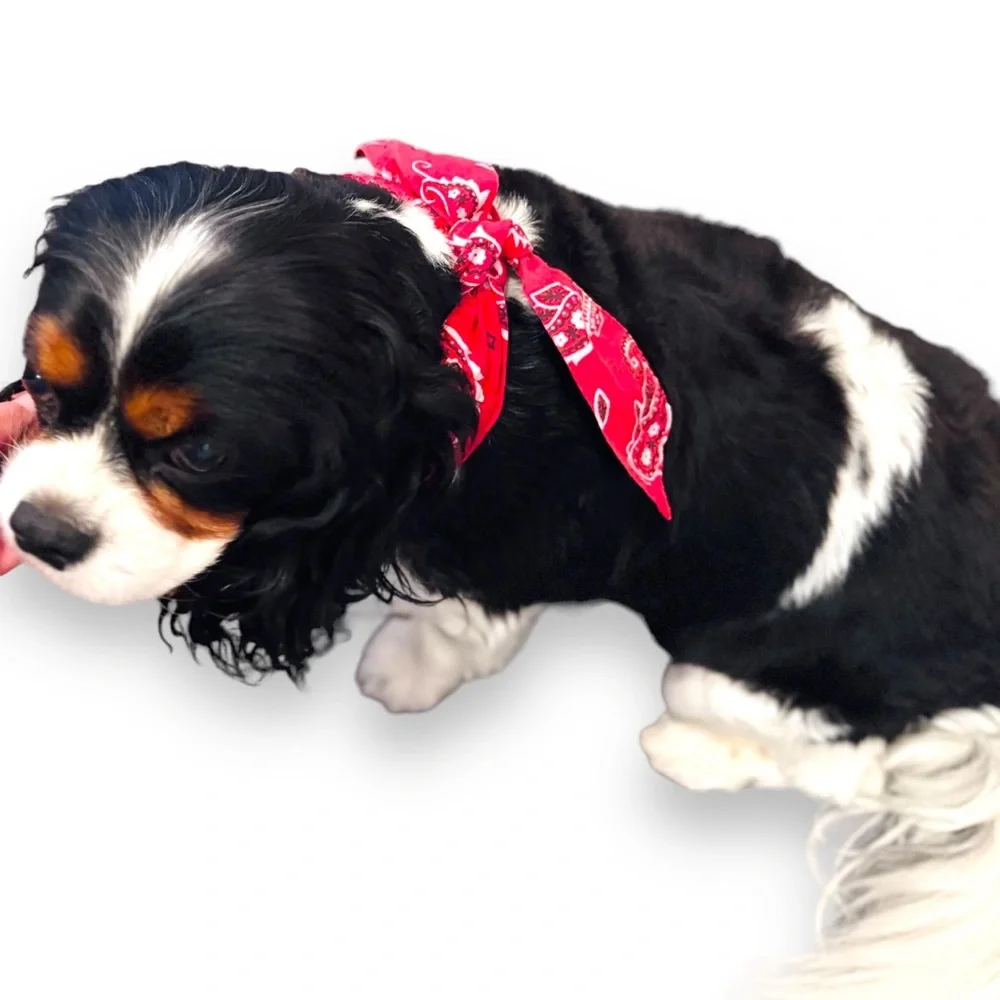 COOLING Red Bandana Dog Collar - Rustic Boho Bow Tie - Unisex Dogs Pet Wrap